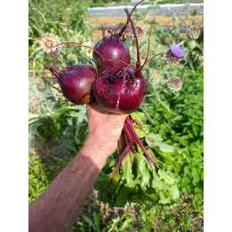 Betterave Rouge Botte (+-750gr)