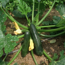 Courgettes verte 500g