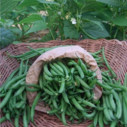 Haricots fines verts / Prinsesseboontjes 300g