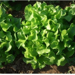 Feuille de chêne verte / Groene eikenbladsla