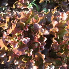 Feuille de chêne rouge / Rode eikenbladsla