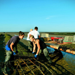PRECO ! 02/04 - Huitres N°3 – 2kg  - creuse d'Isigny