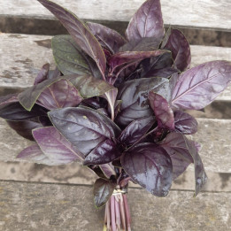 Basilic rouge frais - à la botte 100g