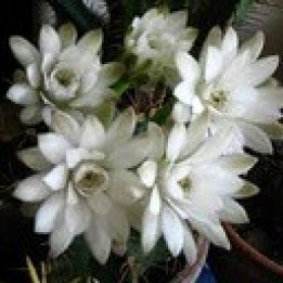 Crème glacée fleur de cactus - 500ml