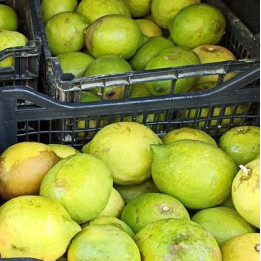 Citron jaune - 1kg - BIO - IT