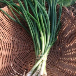 Oignons ciboule /Pijpajuin - 100g