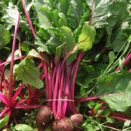 Betterave rouge en botte / Rode biet  - 500g