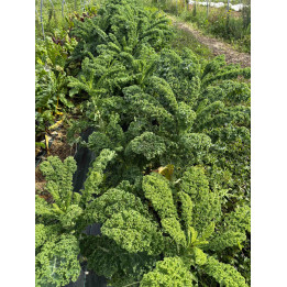 Chou Frise Vert Botte Bio (+-400/500gr) 