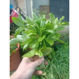 Basilic Vert Bio (+-100gr) 