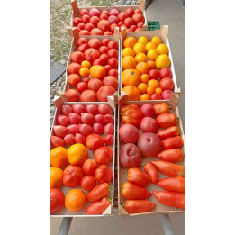 Tomates variétés anciennes bio 1kg