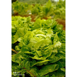Salade bio