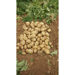 Nouvelles Pdt Pomme de terre chaire ferme 3kg