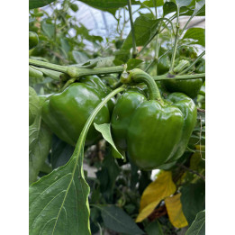 Poivrons Vert Bio (+-150/200gr)