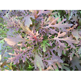 Feuille moutarde rouge/Rode mosterdblad - 100g