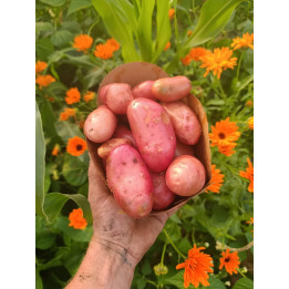 Pomme de Terre Primeur Bio "Jeanette" (1kg)