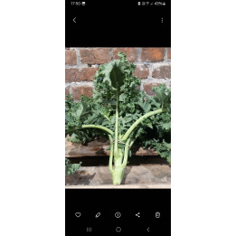 Chou kale BIO