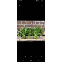 Persil plat BIO