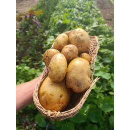 Pomme de Terre Primeur Bio "Vitabelle" (1kg)