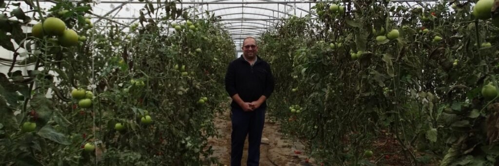 Un producteur La Vivrière dans ses serres de tomates